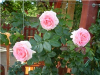 b39125e6-Picture 4631.jpg